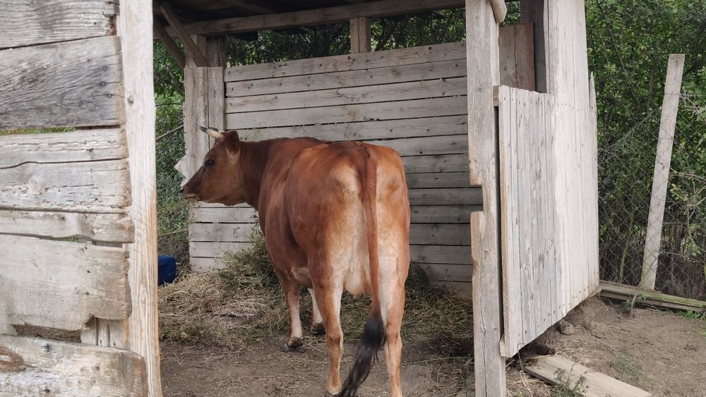 Ocazie ! Vand juninca gestanta Jersey