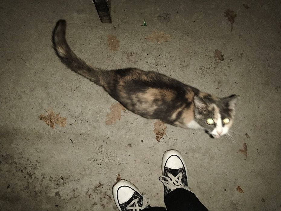 Кошка в добрые руки!