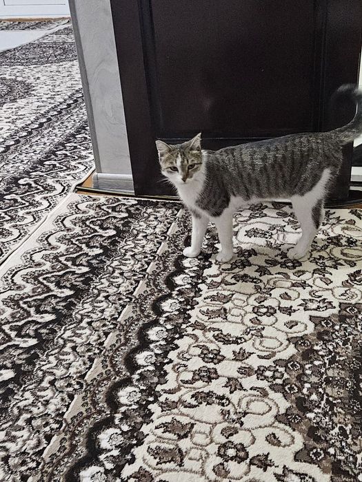 Кошка/Мушук/Cat соглом ва тарбияли мушук