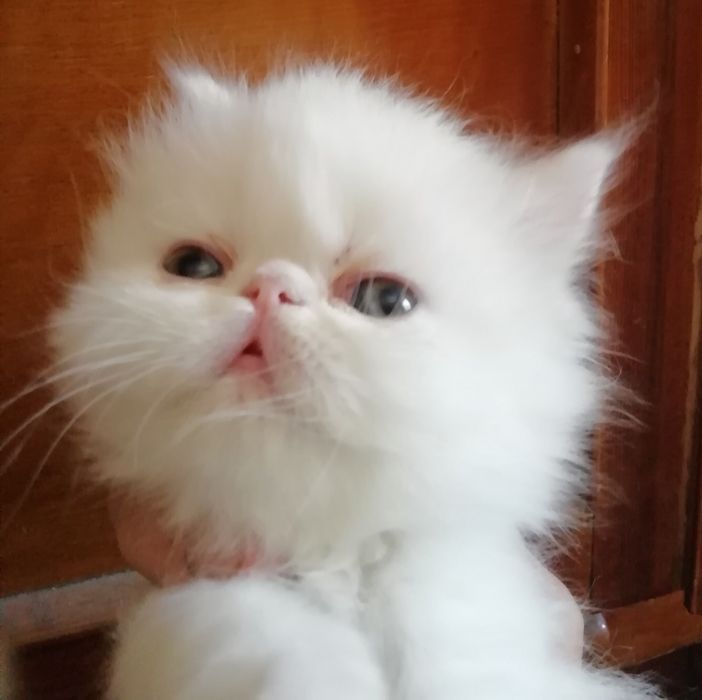 Вязка персидского кота