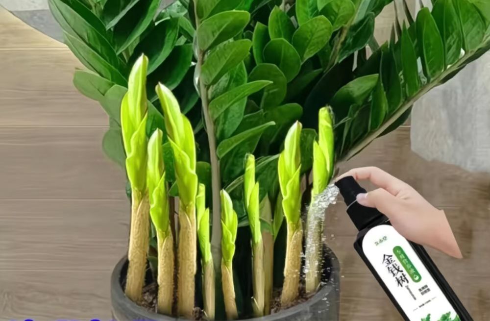 Средство для роста и питания долларового дерева