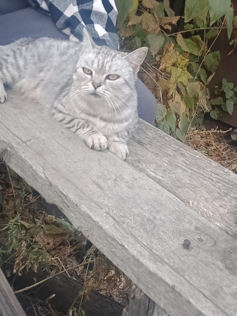 Отдадим кошечку британку.