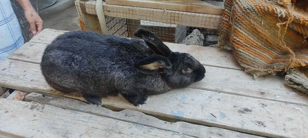 Кролики на продажу. Куйонла сотилади.