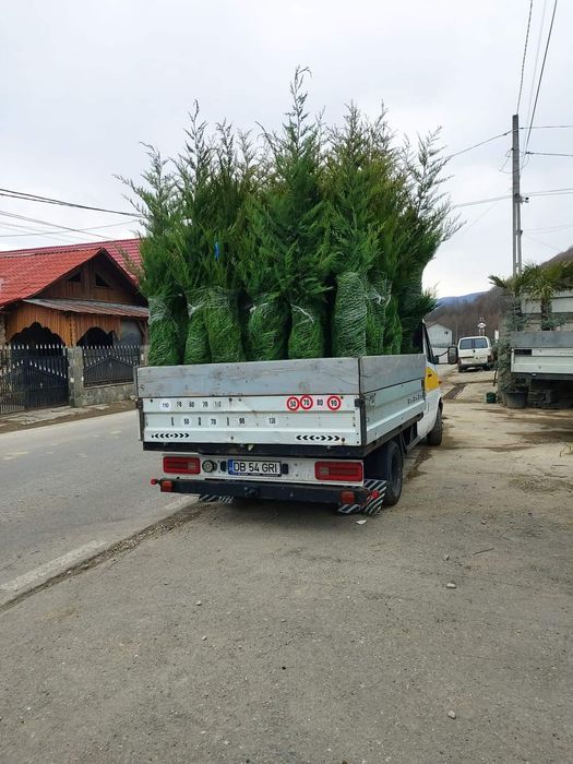 Leylandi cupressus, Livrare gratuita oriunde în Țară