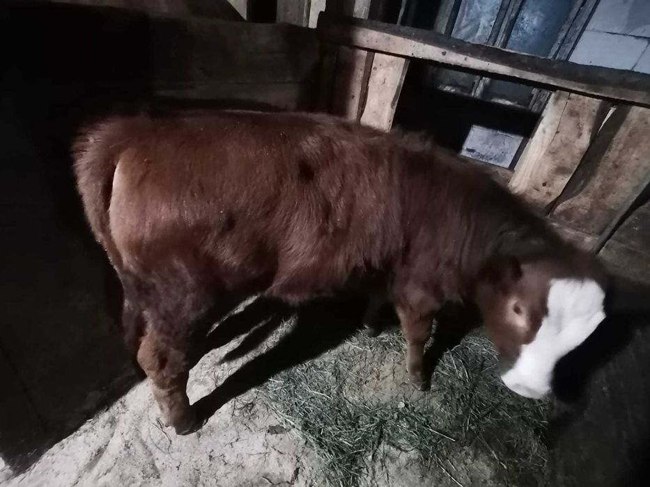 vand vițică de 6 luni