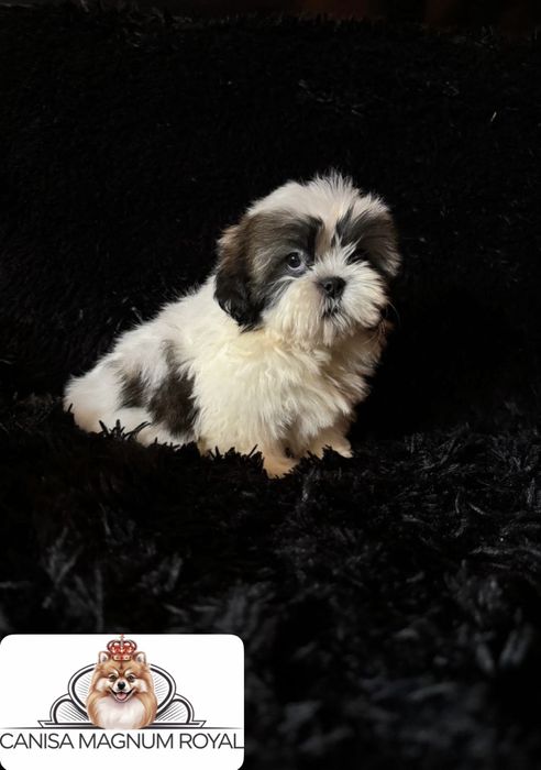 ShihTzu mini toy