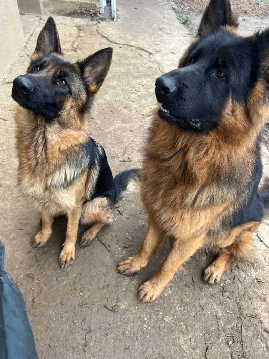 Продавам Немски Овчарки