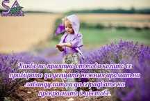 Лавандула-разсад,туфи,саксии.Българска Маслодайна Роза…