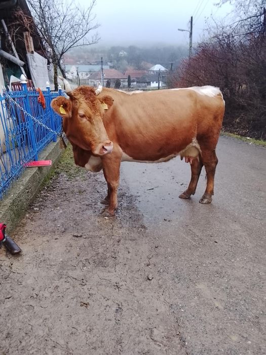 Vaca este inca in garanție