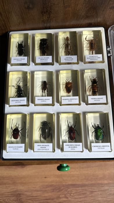 Colectie insecte DeAgostini