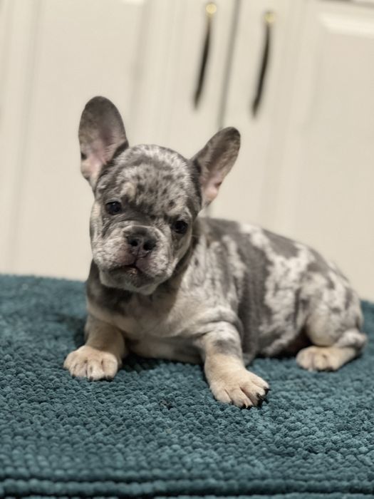 Bulldog francez mascul