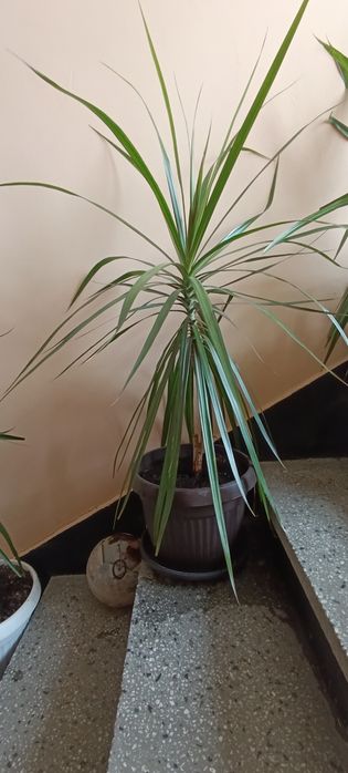 Саксийно цвете палма Драцена