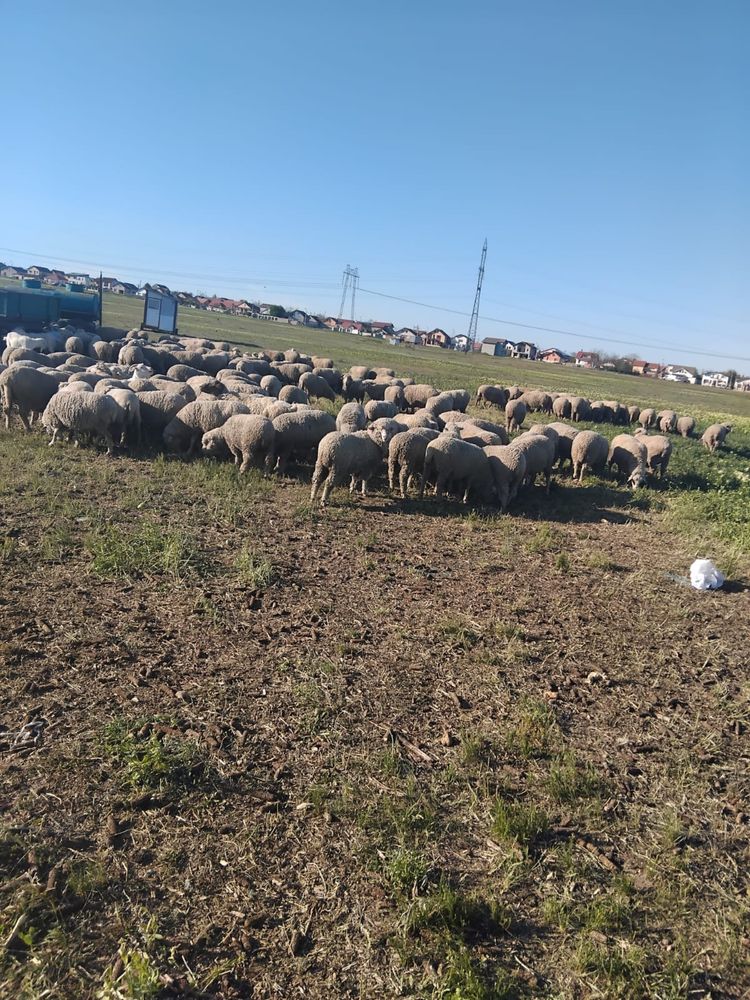 Oi rasa Merinos de Palas