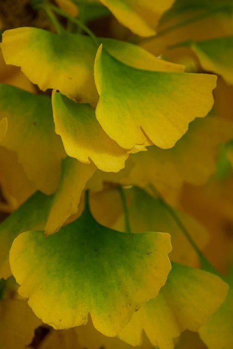 Pomi Ornamentali (Ginko Biloba )