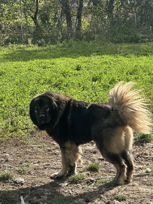 Mascul ciobanesc caucazian