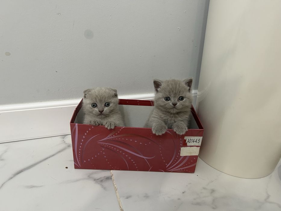 Продаю котят шотландские девочки