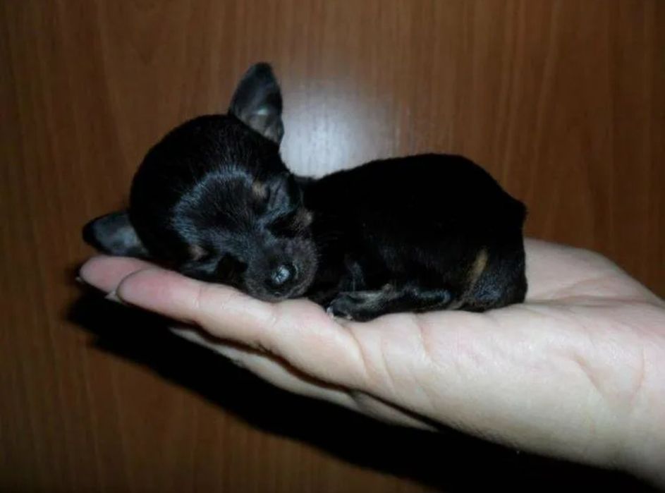 Тойрерье Мини экстремально щенок.  Девочка чёрная.