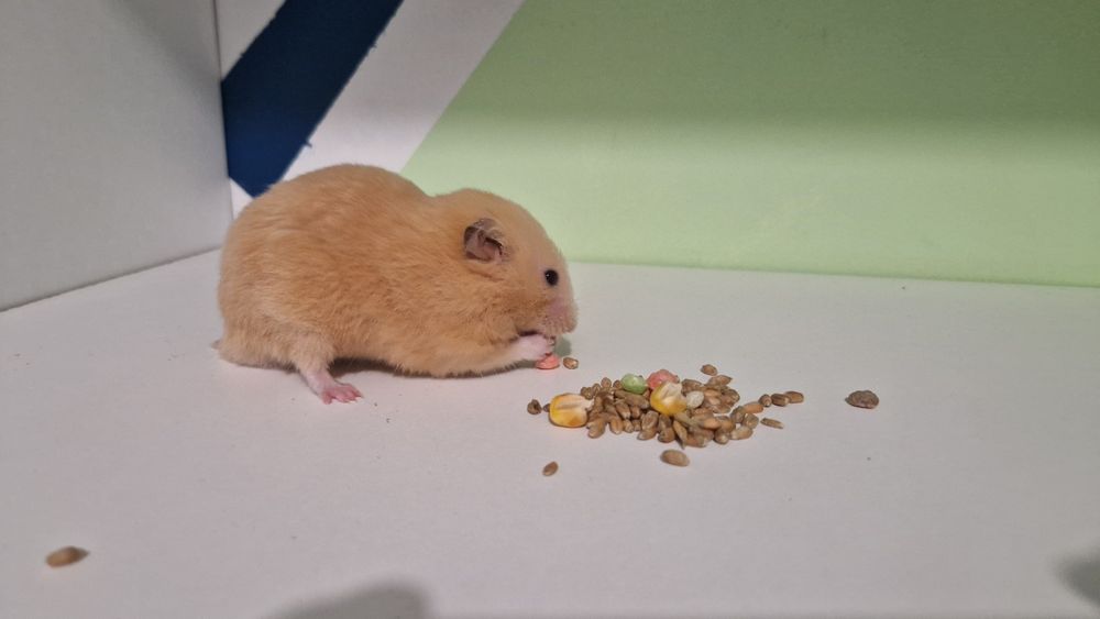 Hamster sirian domestic