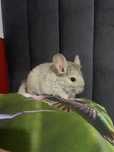 Pui de sinsila cincila chinchilla