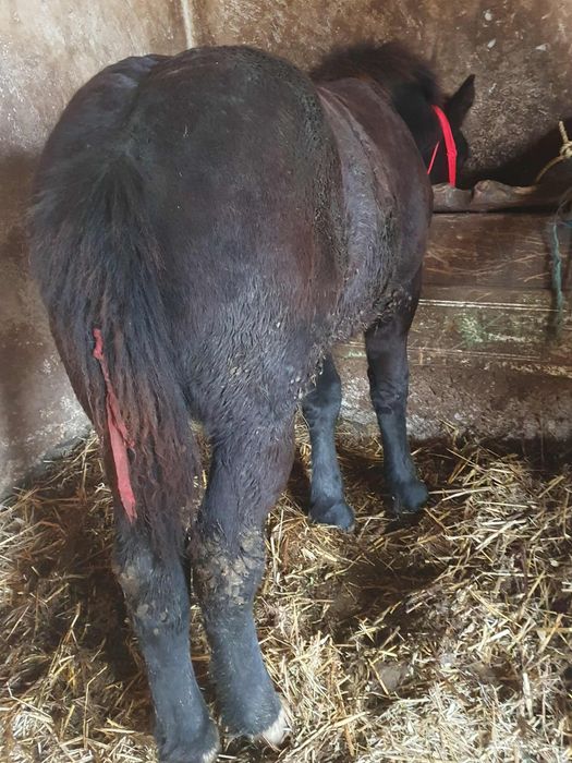 Vand o manza si un manz