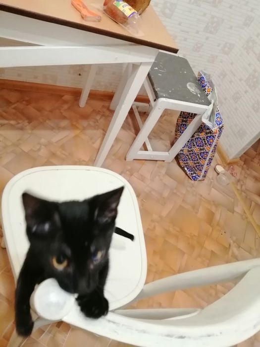 Котенок ищет дом