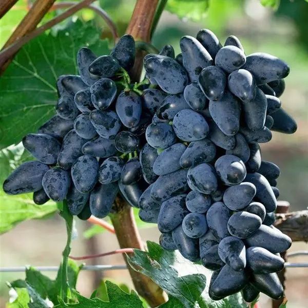 Vita de vie nobila altoita de masa  fara samburi ( 9 soiuri  )