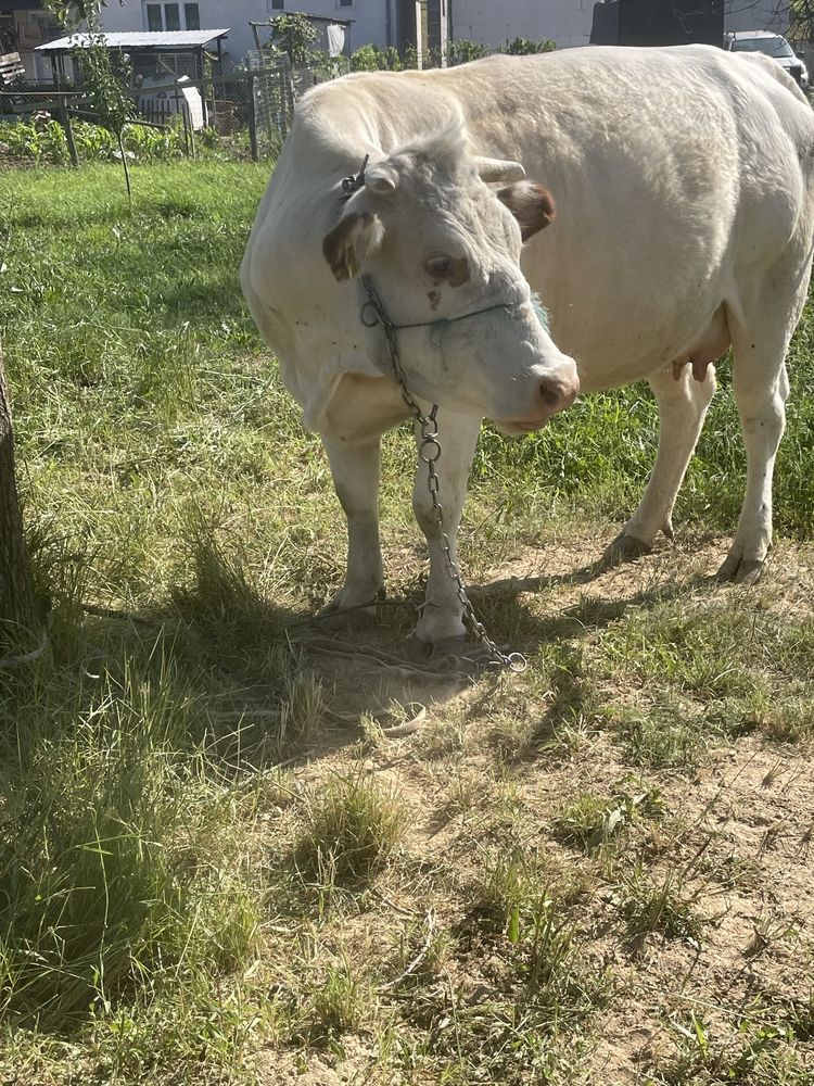 Vaca de vanzare.