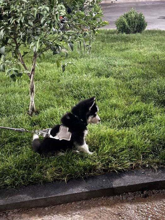 Соглом ит сотилади гарантияси бор