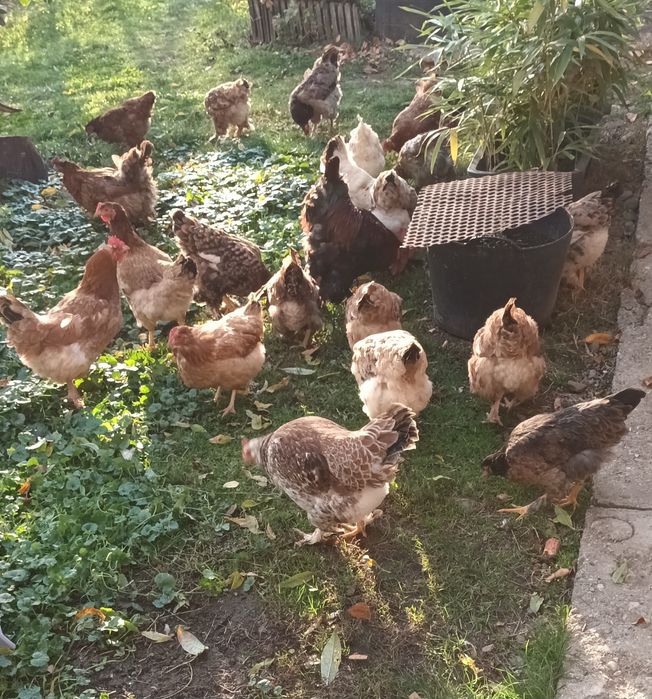 Vând găini și cocoși