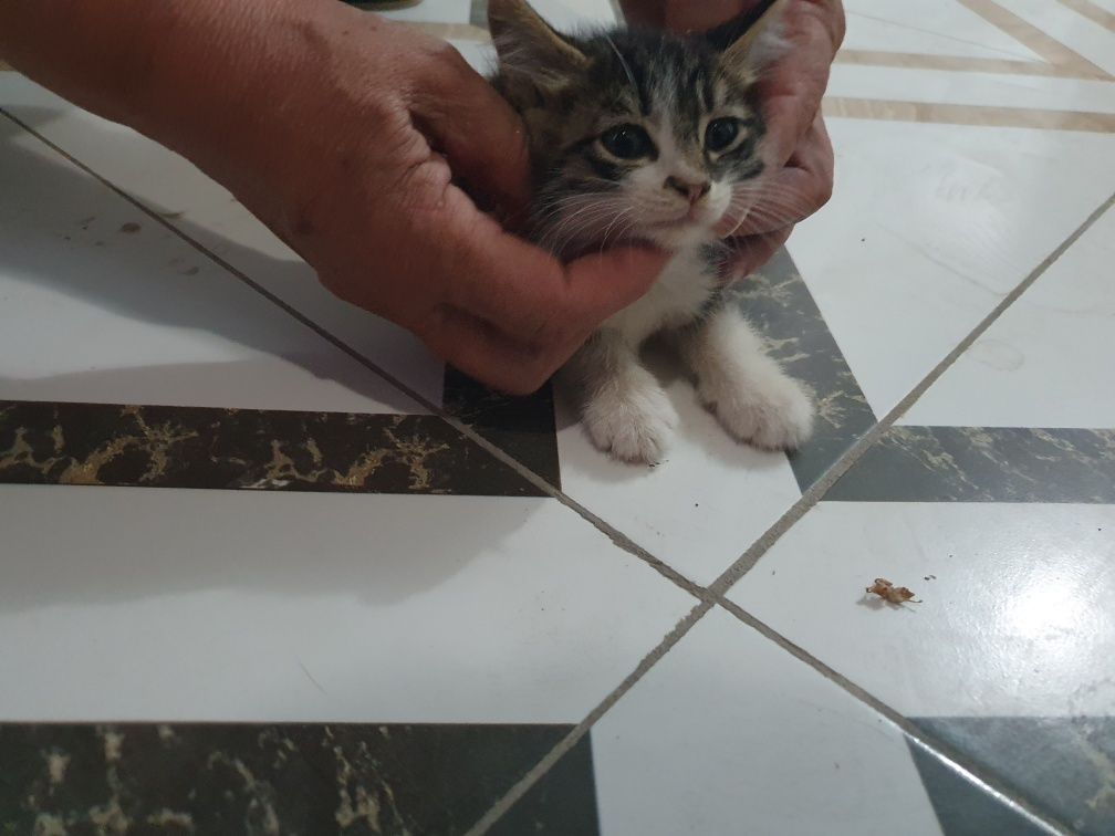 Котята, чистые ухоженные