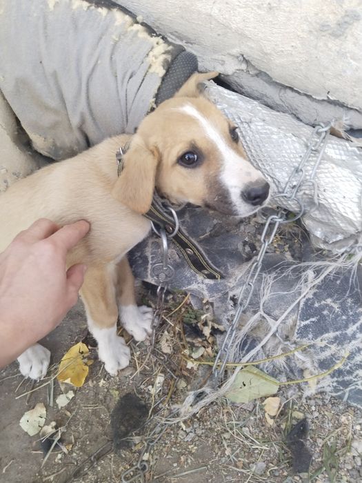 Отдам щенка в добрые руки. Мальчик. Возраст три месяца.