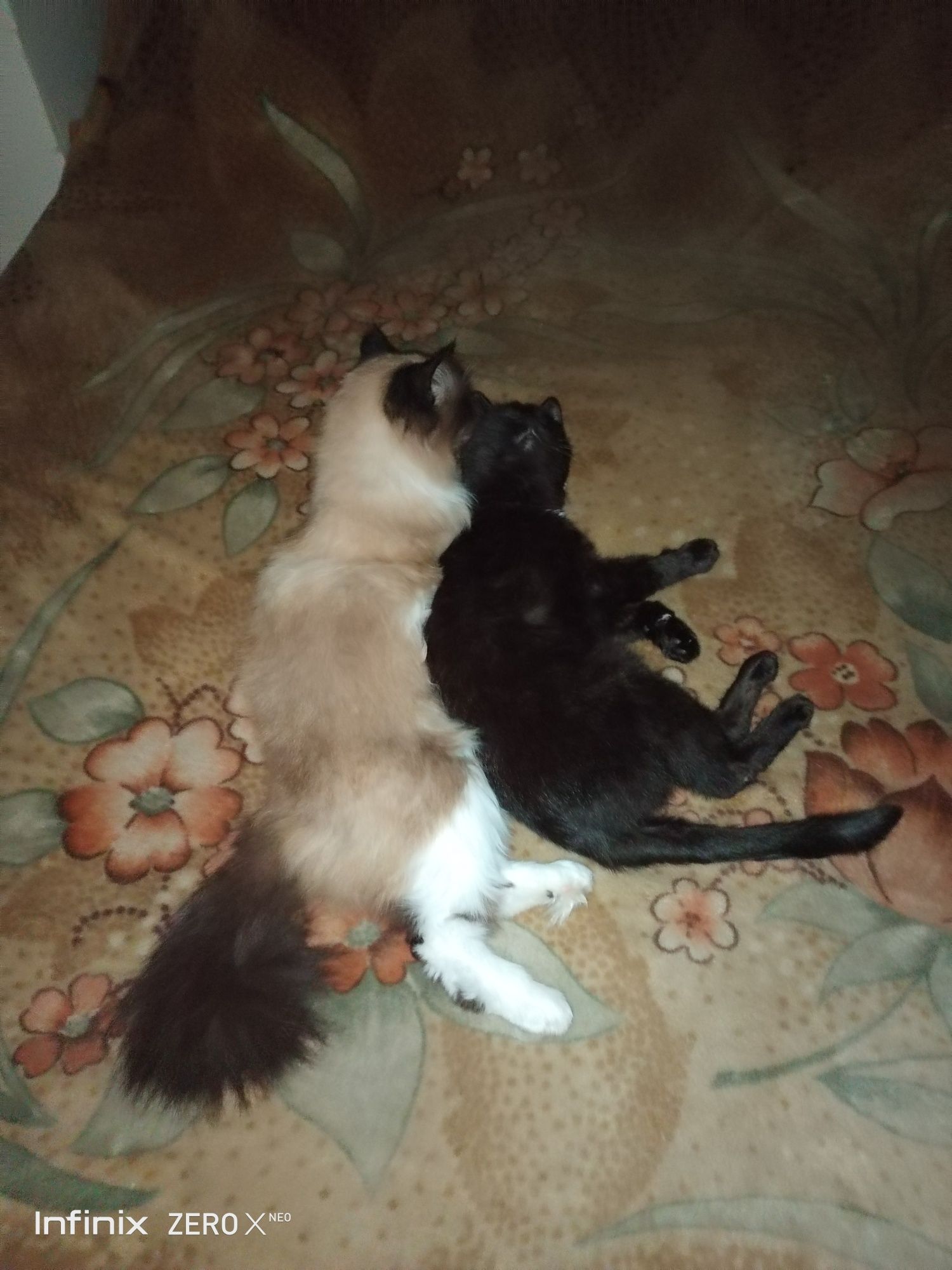 Три кота. Два кота и кошка