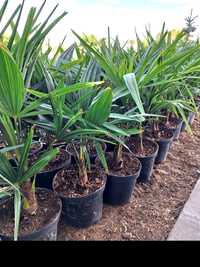 Palmieri rezistenti la conditiile din Romania (Trachycarpus  Fortunei)