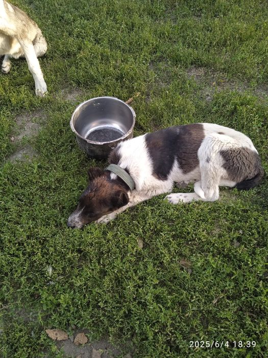 Тазақанды төбет сатылады