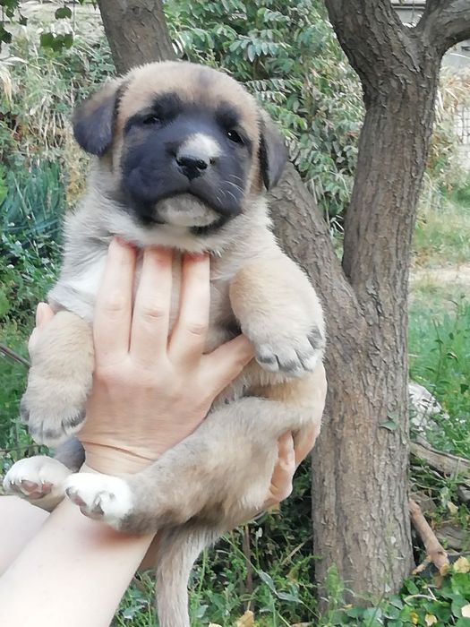 Щенята в добрые руки