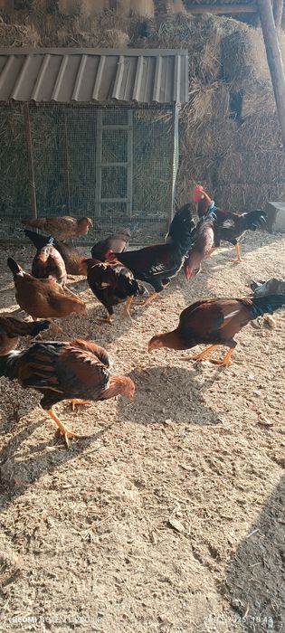 Хўроз ва товуқлар сотилади