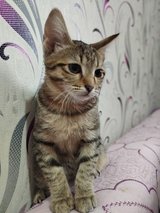 Продам котёнок 6 месяц