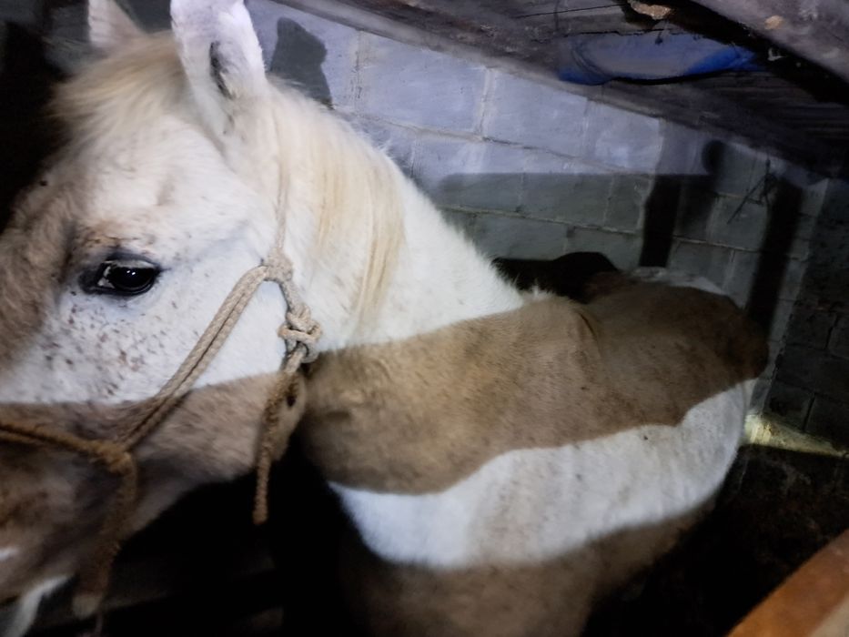 Продам кобылу 11 лет