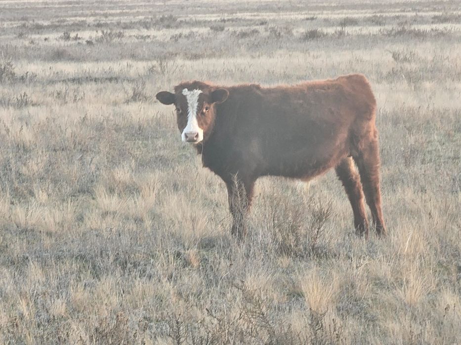 Продам бычков подсос 11 голов