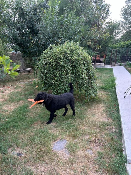 Donez Labrador talie mare