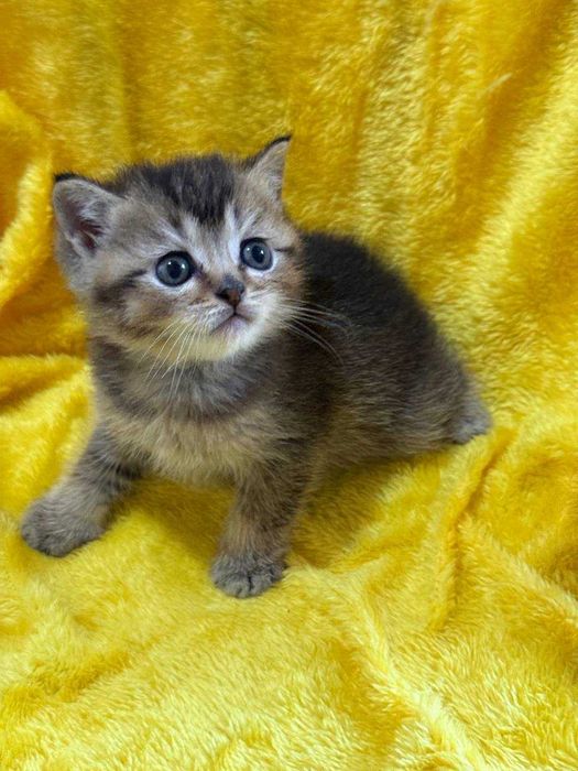 котята недорого золотые шиншиллы