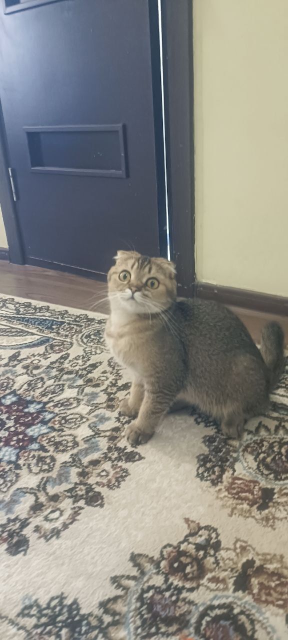 Отличная кошка скоттишь  фолд готовая к вязке