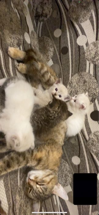 Отдам котята бесплатно