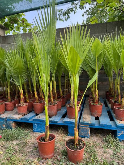 Палми Вашингтония ( Washingtonia ) - Цена 15.90лв