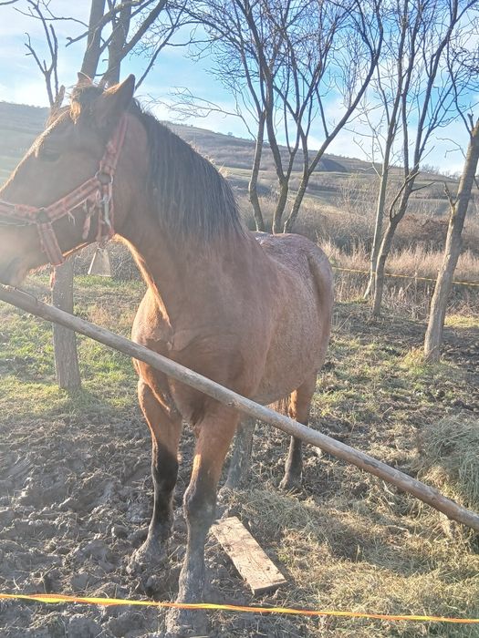 Vând iapa bună și cuminte pentru gospodarie