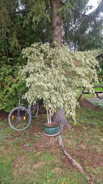 Copac ornamental ficus benjamina