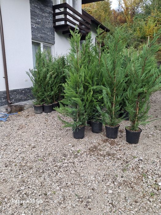 Vând tuia leylandii și plante ornamentale la oferta