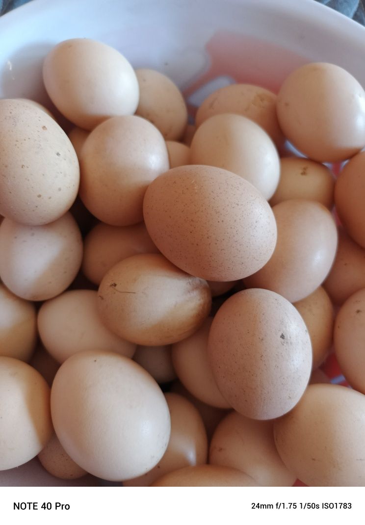 Brama tuxumlari sotiladi