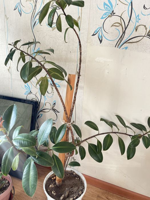 Фикус комнатные цветы