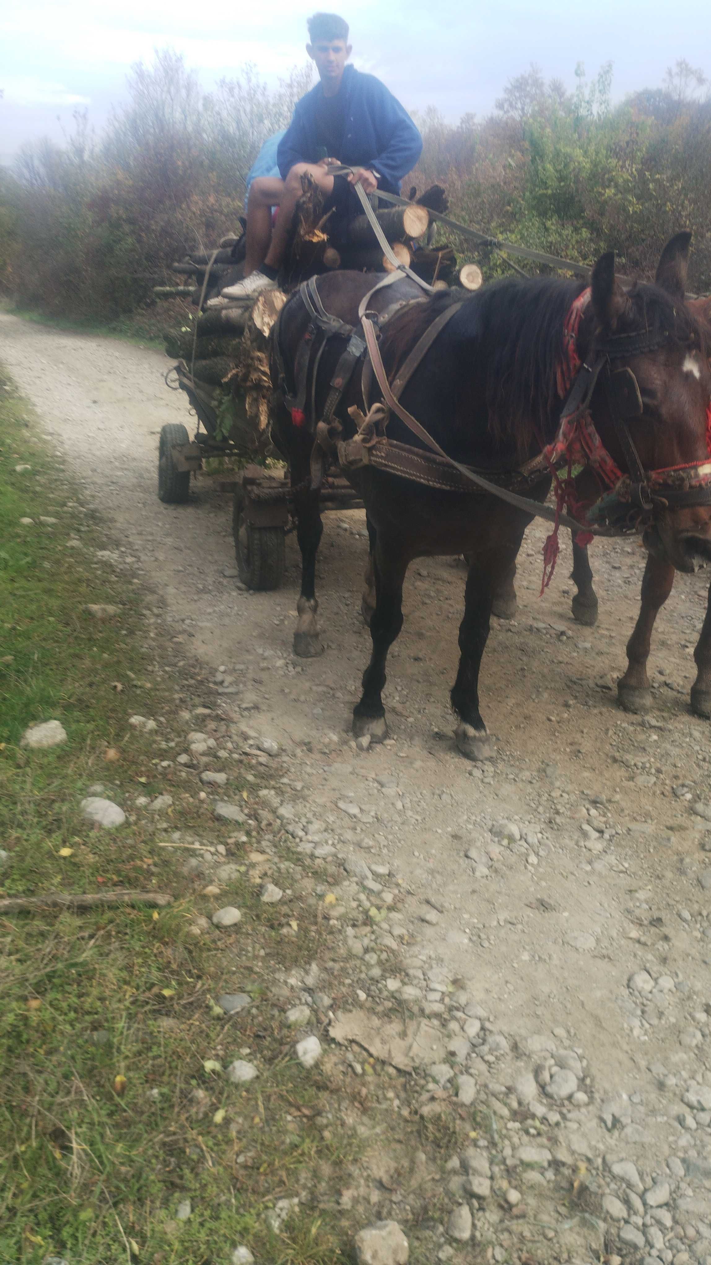 Vând 2 iepe una de 3 ani și una de 6